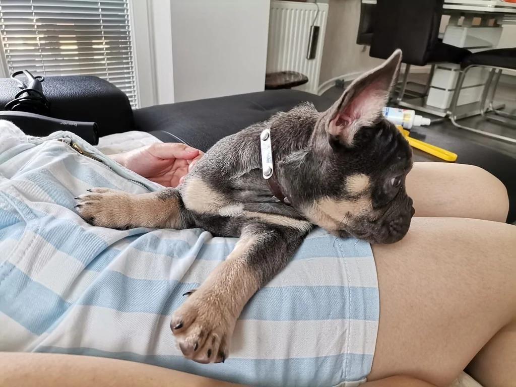 Prelepi-Francuski-Bulldogg-