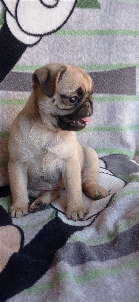 Mops-pug