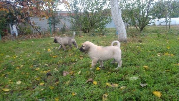 Kangal-stenci
