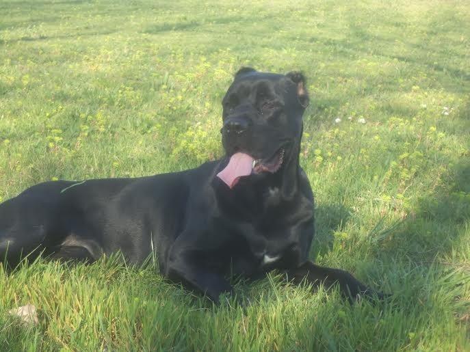 Cane-Corso-štenci-