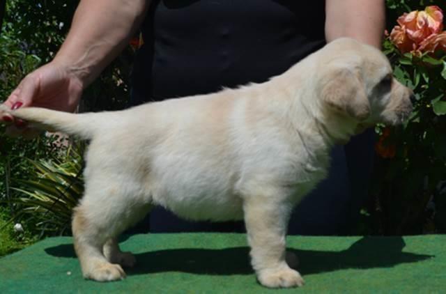 Štenci-labrador-retrivera