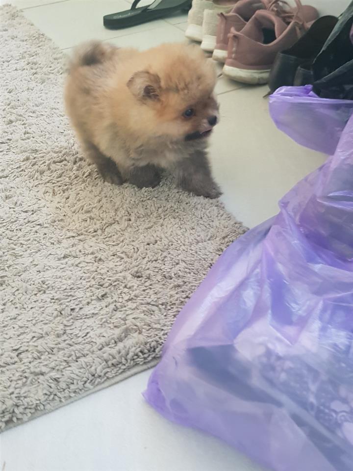 Pomeranski-špic-
