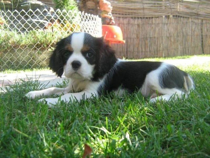 MOPS-i-CAVALIER