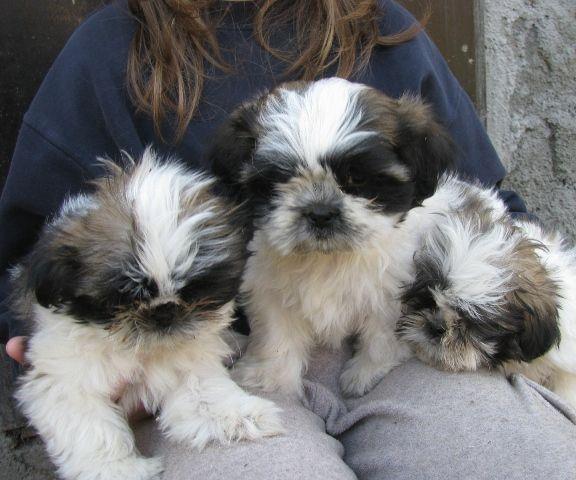 Shi-Tzu-trobojna-stenad