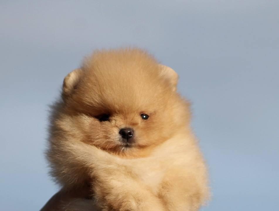Pomeranski-spic