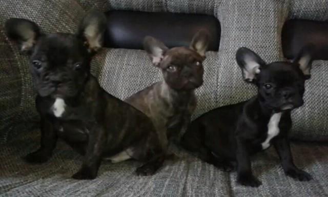 Francuski buldog stenci