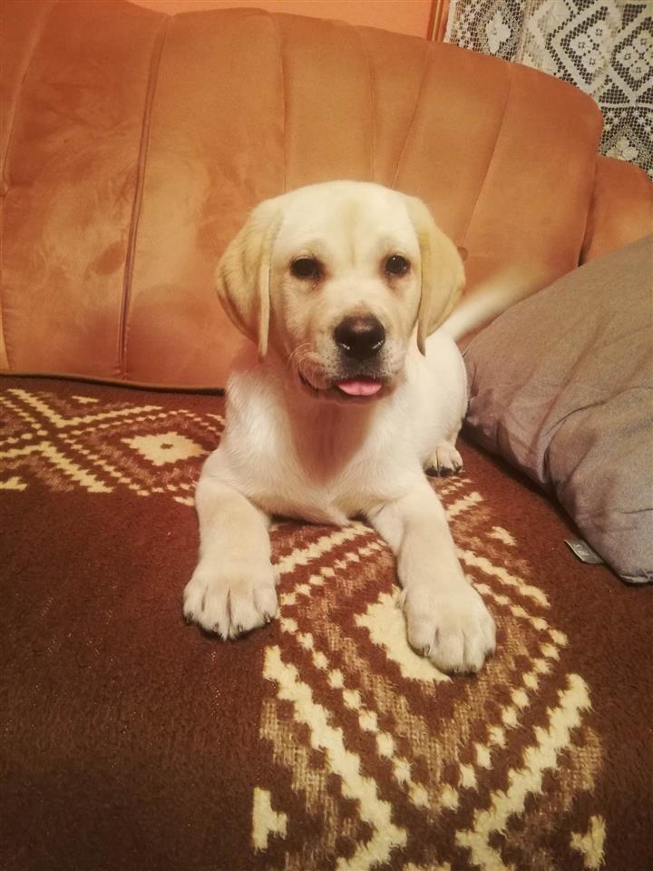 Labrador-retriver-štenci-