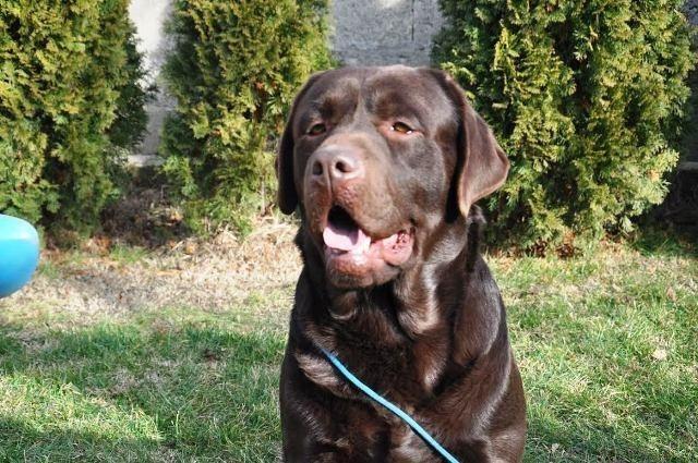 Labrador-Retriver-cokoladni-stenci