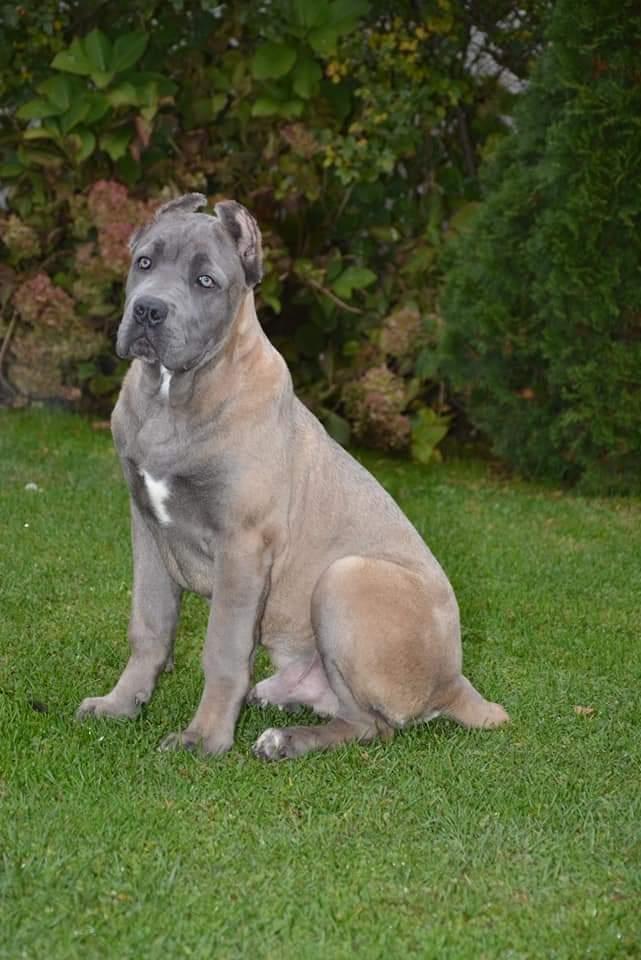 Sivi-i-Formentini-stenci-Cane-Corso