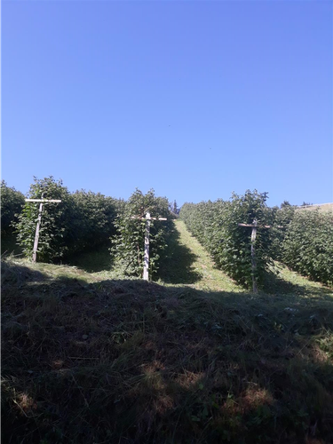 Beraci maline