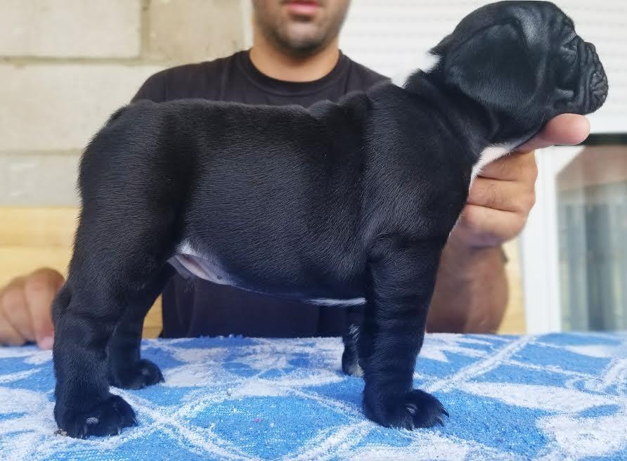 Francuski-Buldog