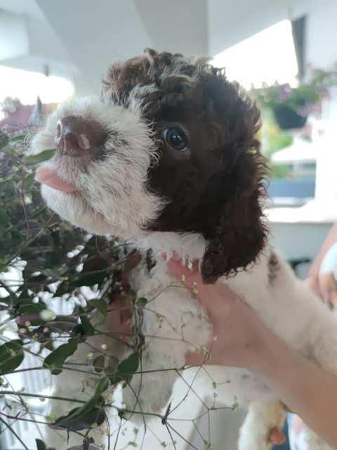 Lagotto-Romagnolo--stenad