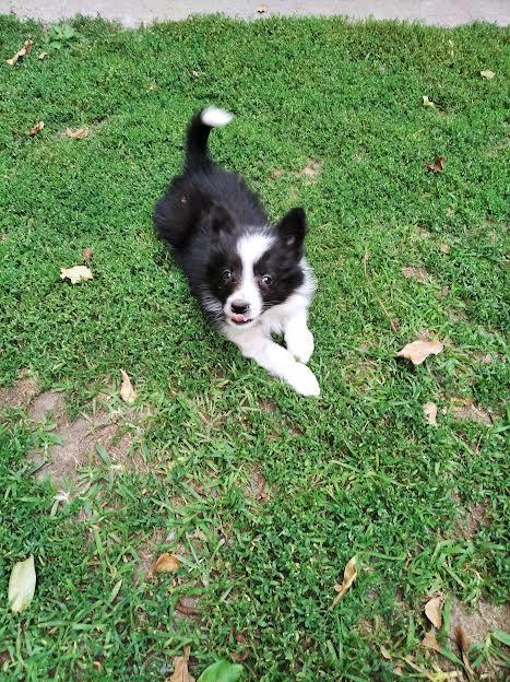 Border-Collie-stenci-