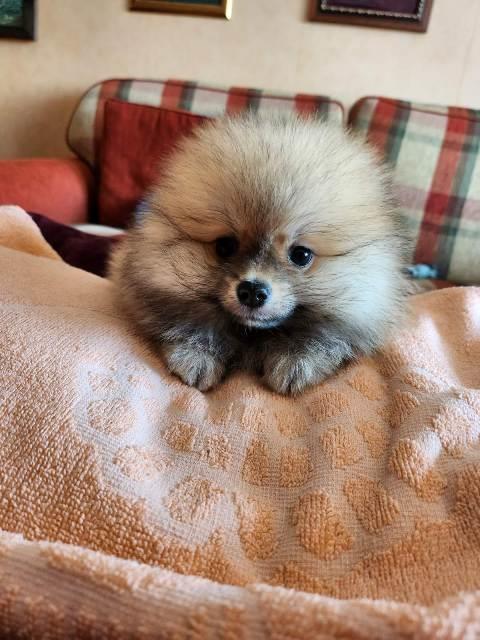 Pomeranac-špic