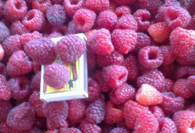 Sadnice maline polana
