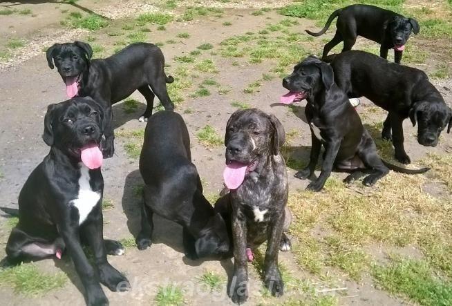 CANE-CORSO-štenad