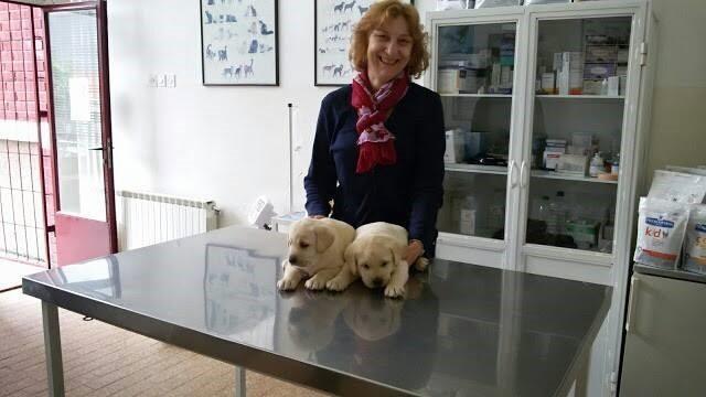 Labrador-retriver-stenci
