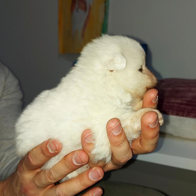 Pomeranski-Spic