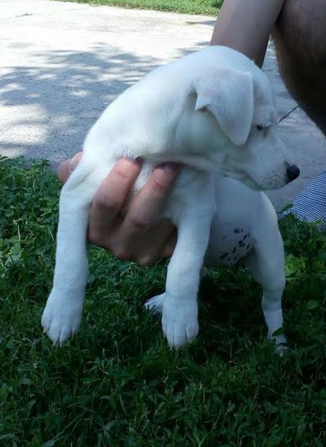 Jack-Russell-Terrier-