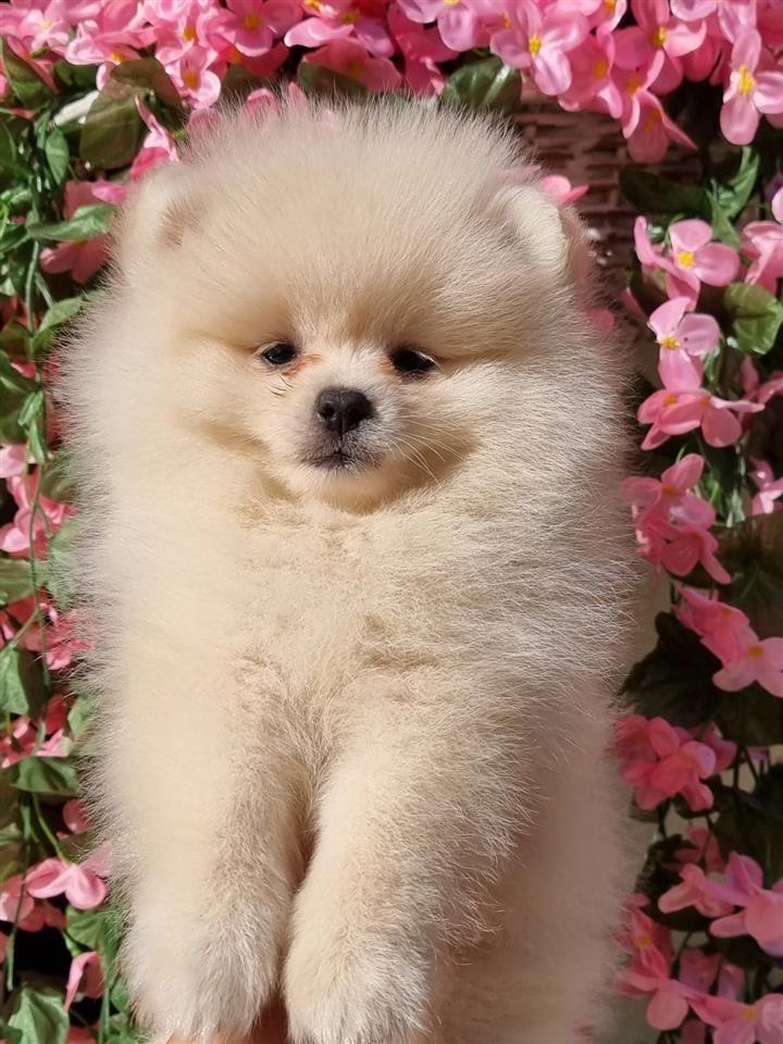 Boo-pomeranci