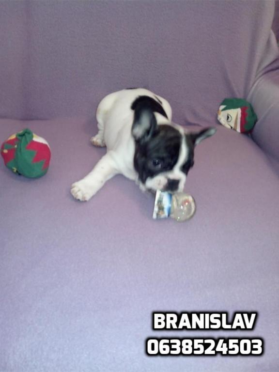 PRODAJEM-FRANCUSKOG-BULDOGA-