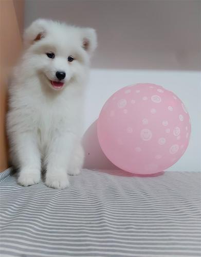 Samojed