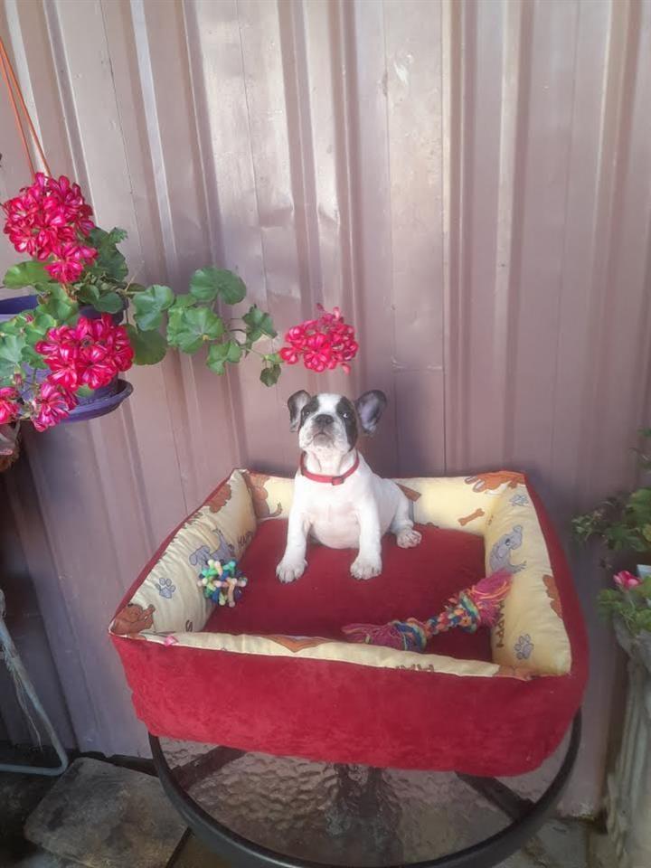 Francuski-Buldog