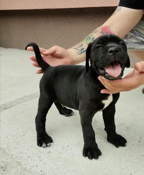 Cane-corso-stenci