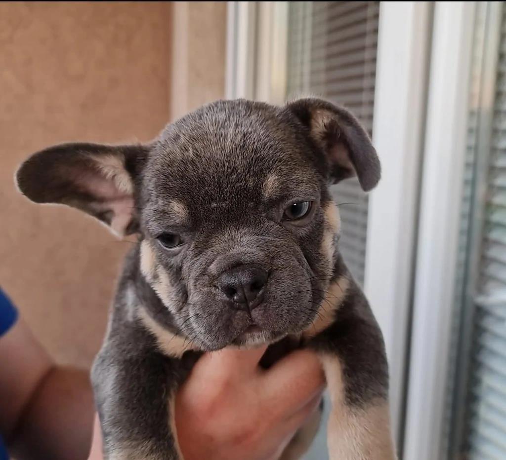 Prelepi-Francuski-Bulldogg-