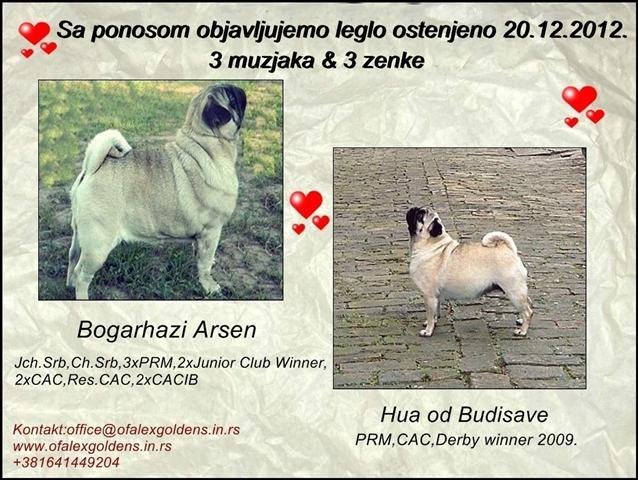 Mops-kvalitetna-stenad