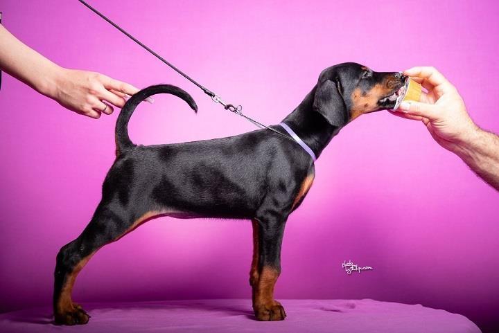 Doberman-štenci