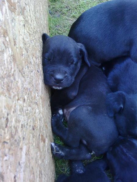 Cane-Corso-prelepi-stenci