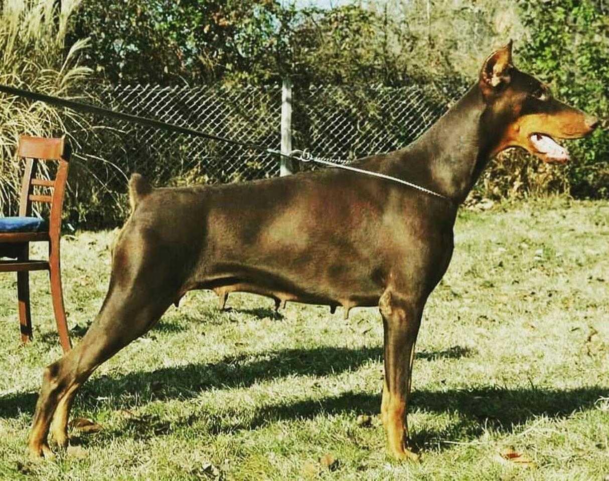 Doberman-štenci
