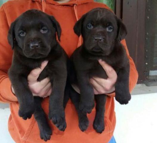 Labrador braon štenci