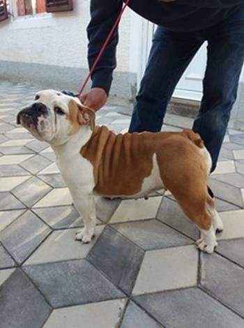Engleski-buldog