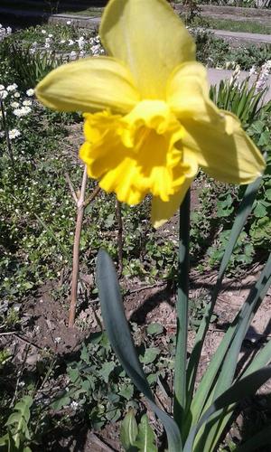 Narcis lukovice