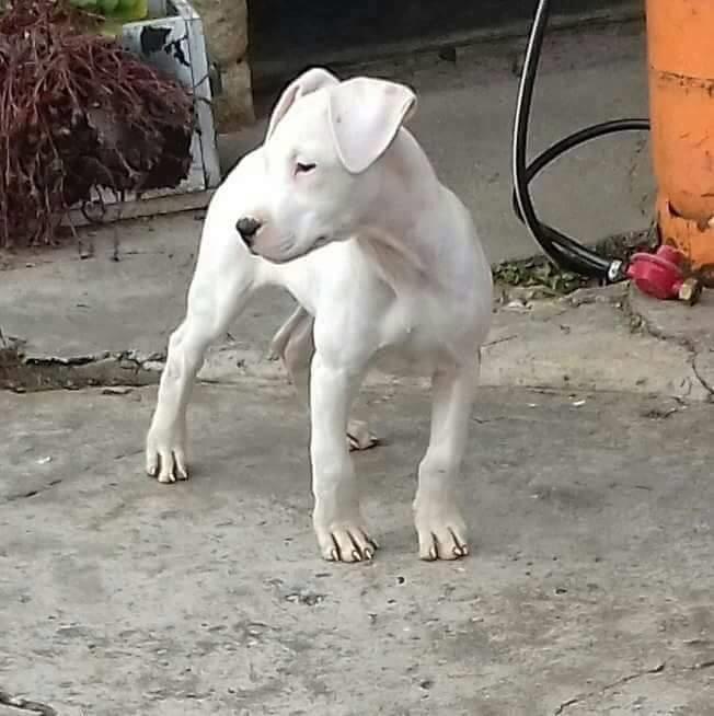 Dogo-Argentino