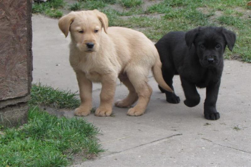 Labrador-retriver-stenad
