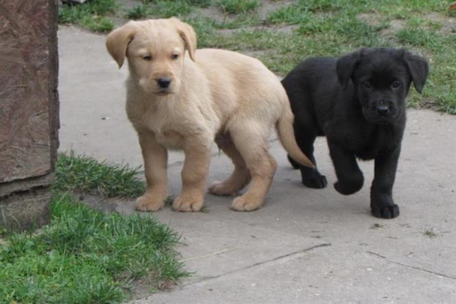 Labrador retriver stenad