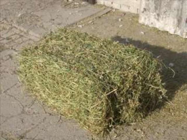 Balirana-detelina