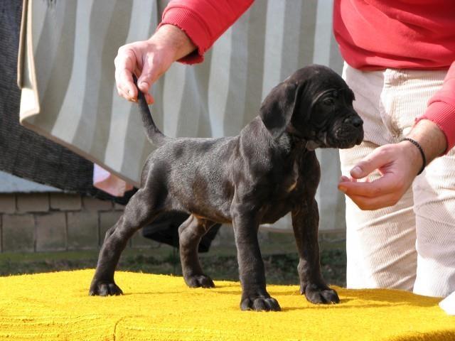 Cane-corso-stenci