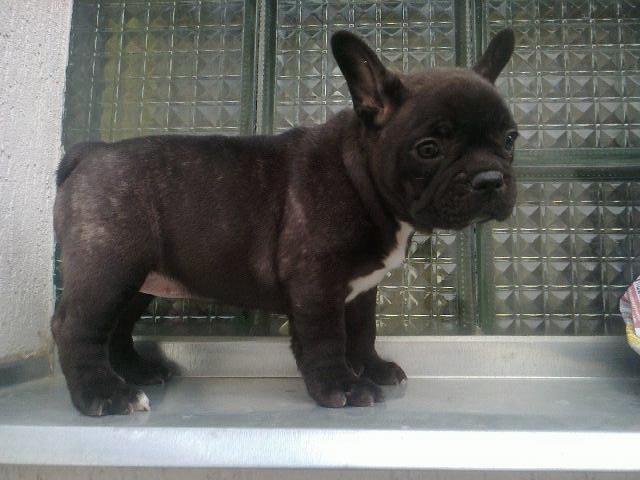 Francuski buldog stenad