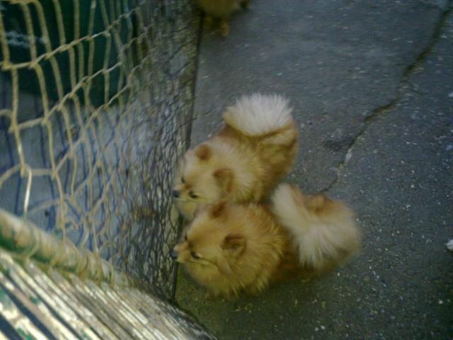 Pomeranski-spic