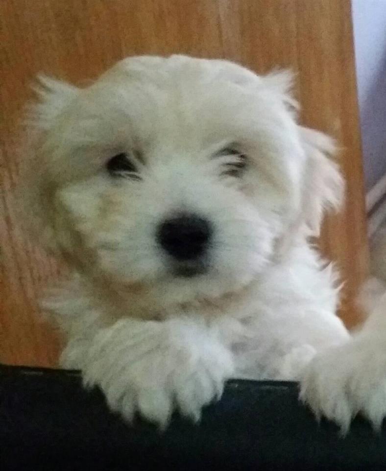 Coton-de-Tulrar---štenci-