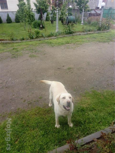 Labrador-Retriver-