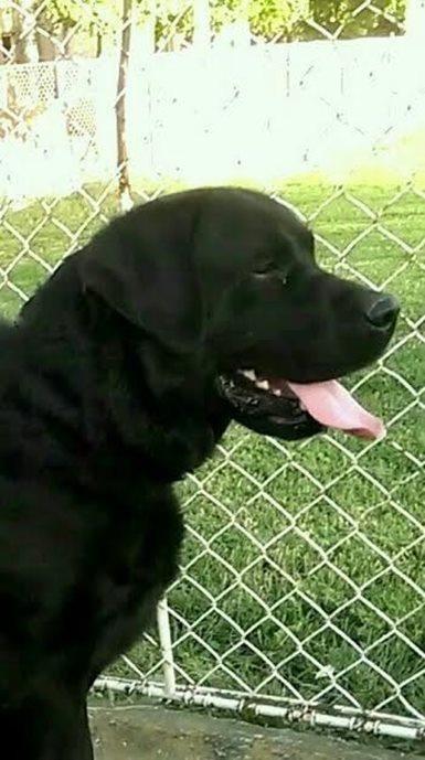 LABRADOR-RETRIVER---Posejdon---Natnikari