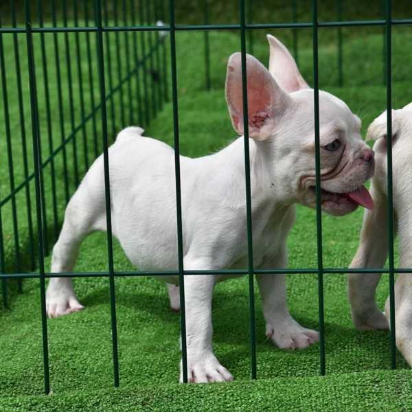Francuski-buldog-štenci