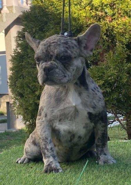 Francuski-buldog-prelepe-zenke