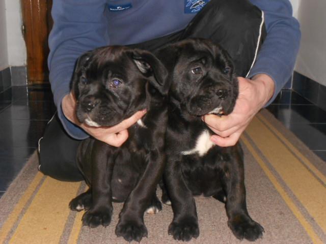 Cane-Corso