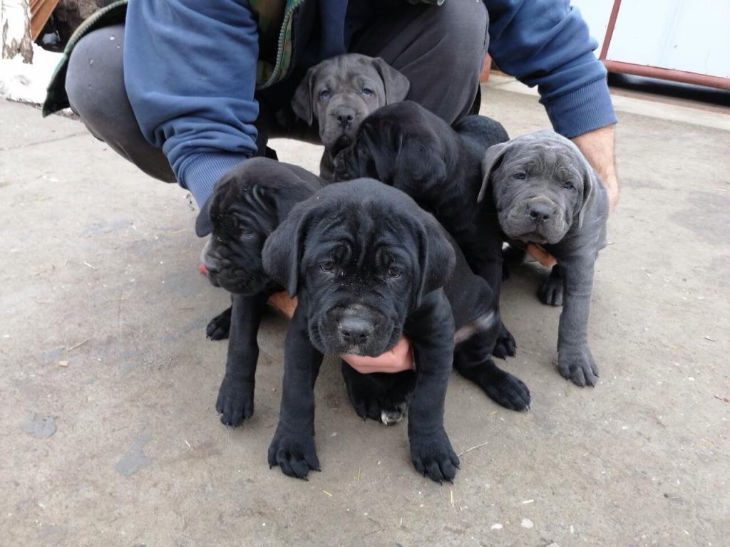 Cane-corso-štenci